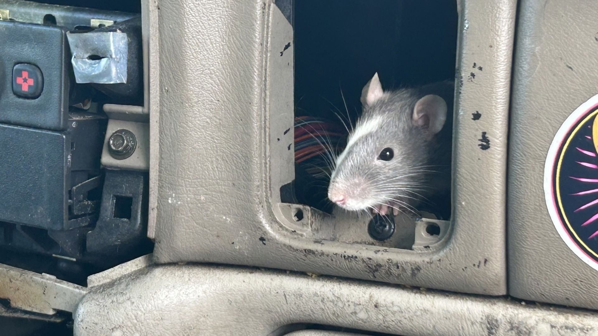 Over 100 Pet Rats Found in Two Parked Cars in Eugene, Oregon