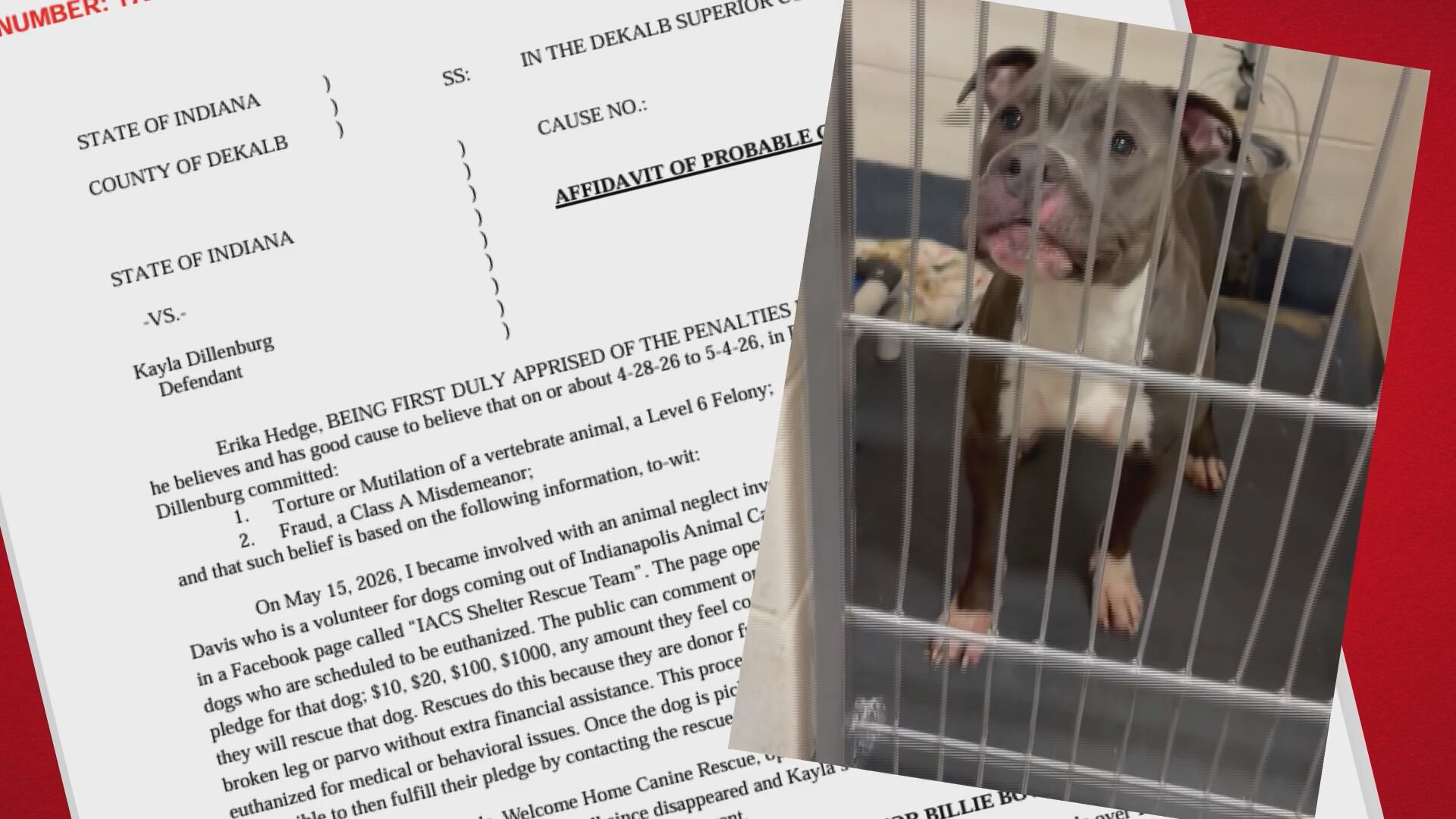 Kayla Dillenburg, 30, is facing charges that include animal torture.