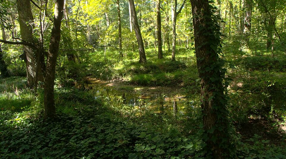 Charlotte Neighbors Rally to Preserve Nine-Acre Urban Woodland