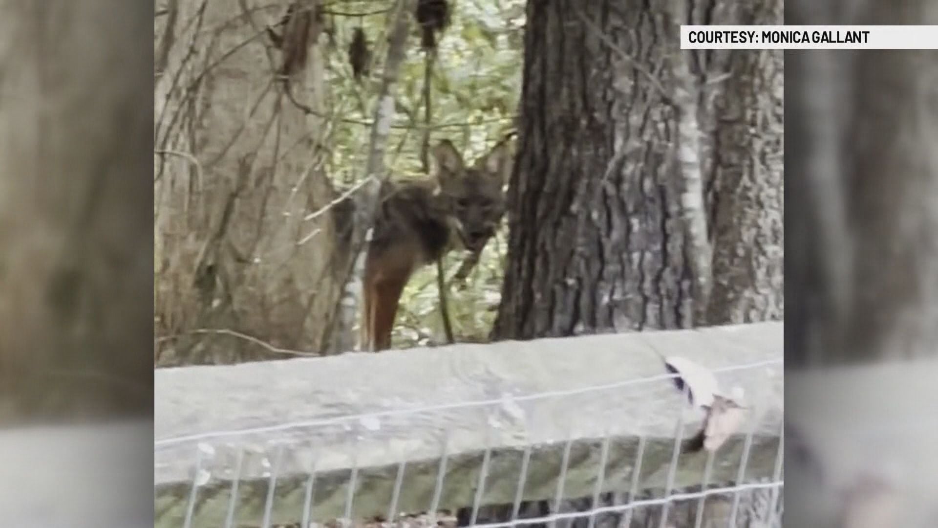 Coyote Attack Kills Dog, Sparks Resident Concerns in South Charlotte Neighborhood