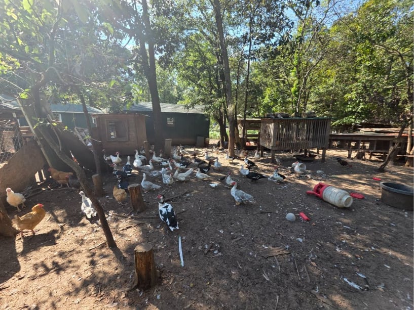 Hundreds of Birds Discovered in Distress on Iredell County Property
