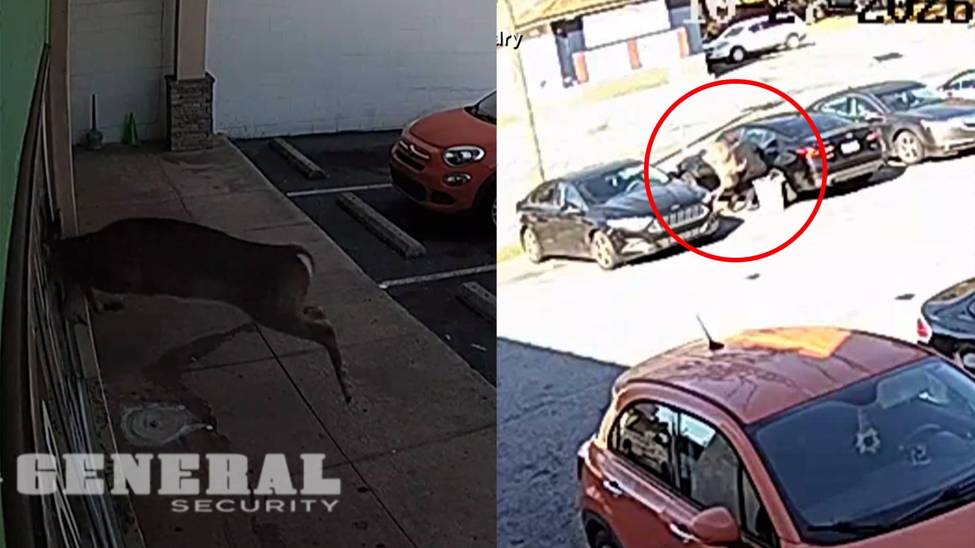 Deer crashes through window at laundromat