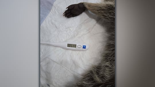 Raccoon's body temperature