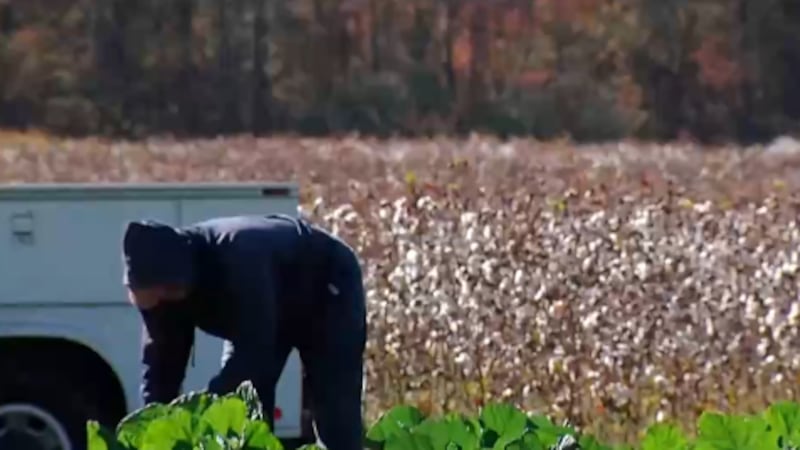 A North Carolina cotton farmer wants Black people to embrace the plant
