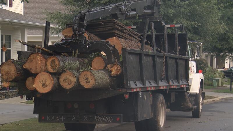 Tree trimming services in Charlotte