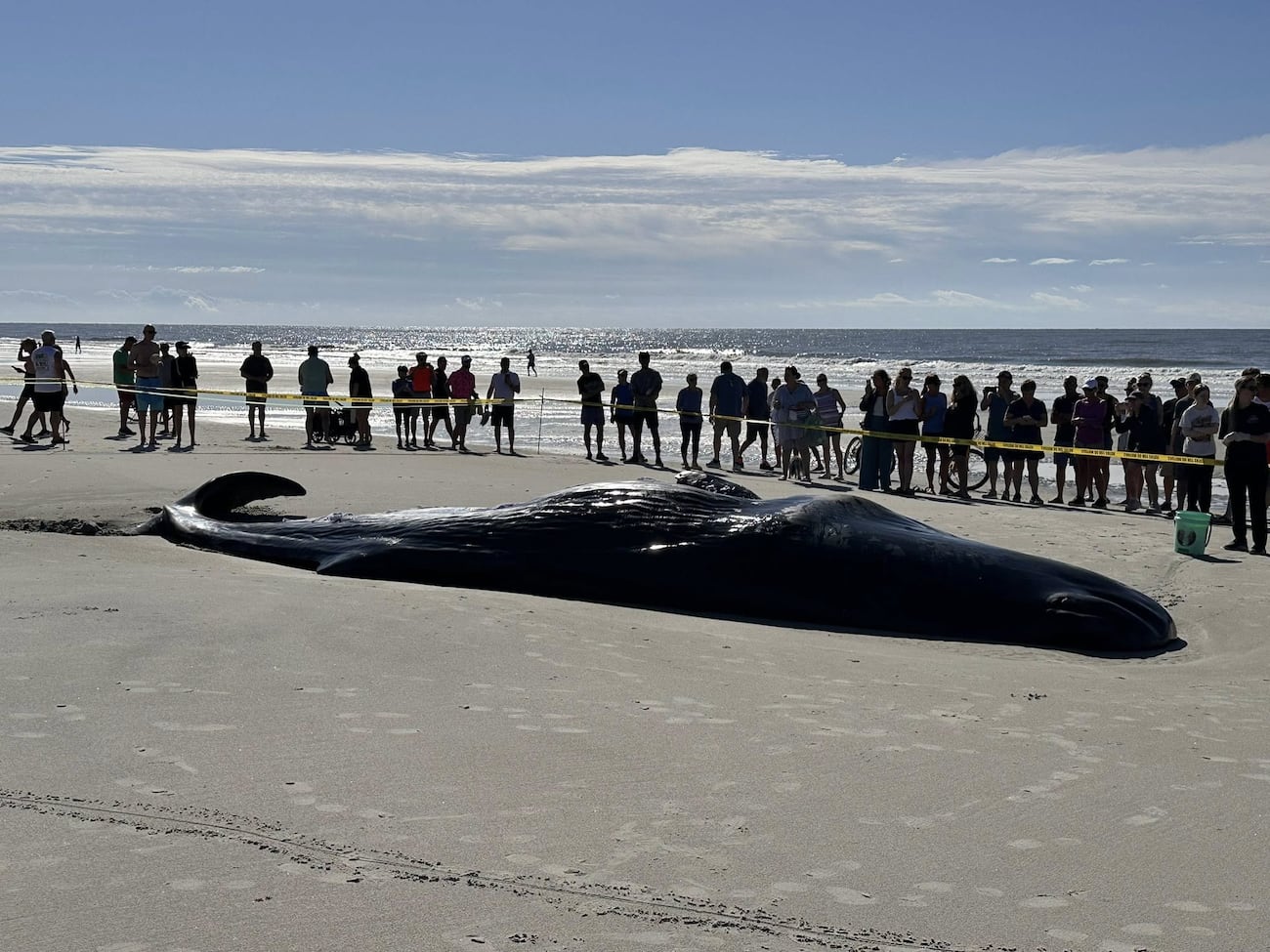 Live whale washes up on South Carolina beach