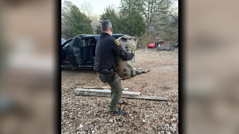A pig wandered into an Ellenboro home on Monday, Feb. 16, deputies with the Rutherford County...
