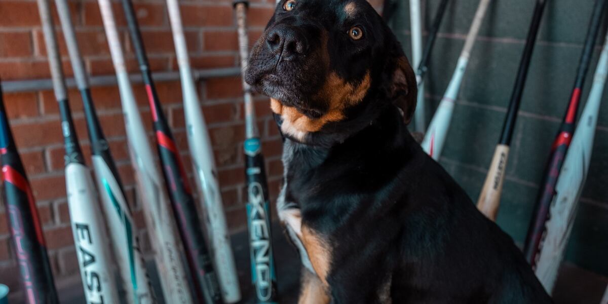 Bat Riding A Dog Meet ‘Dog’, the first-ever bat dog for the Charlotte Knights