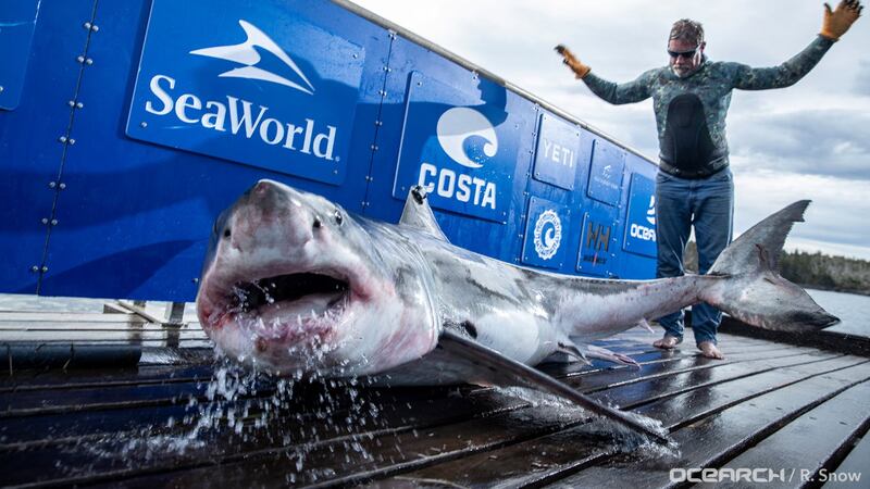 Experts Puzzled As 10 foot Great White Shark Stays A Month In One Spot experts-puzzled-as-10-foot-great-white-shark-stays-a-month-in-one-spot