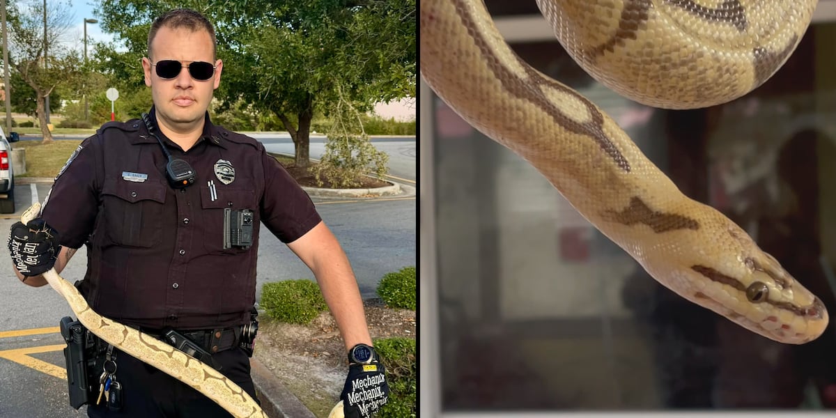 Large python found slithering in parking lot at North Carolina restaurant