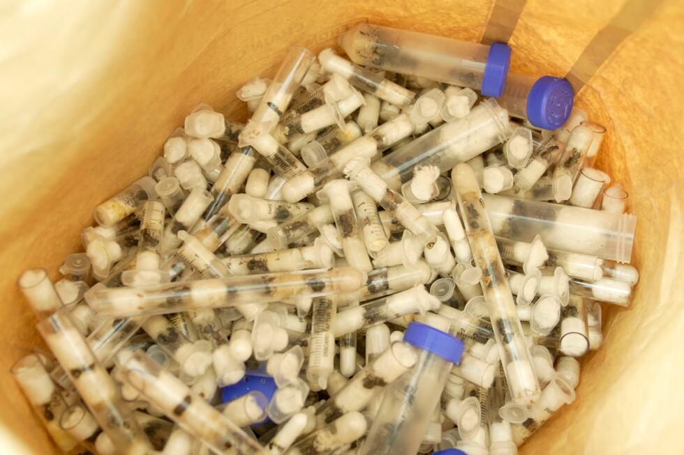 Keyan Insects 2 men found with 5,000 ants in Kenya given 1-year prison sentence