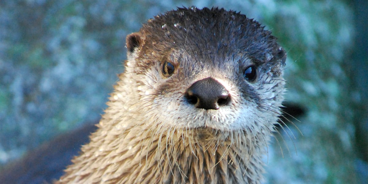 Beloved Western North Carolina river otter dies amid post-procedure complications