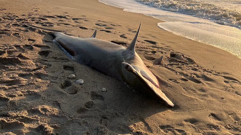A great hammerhead shark washed up on a North Carolina beach.