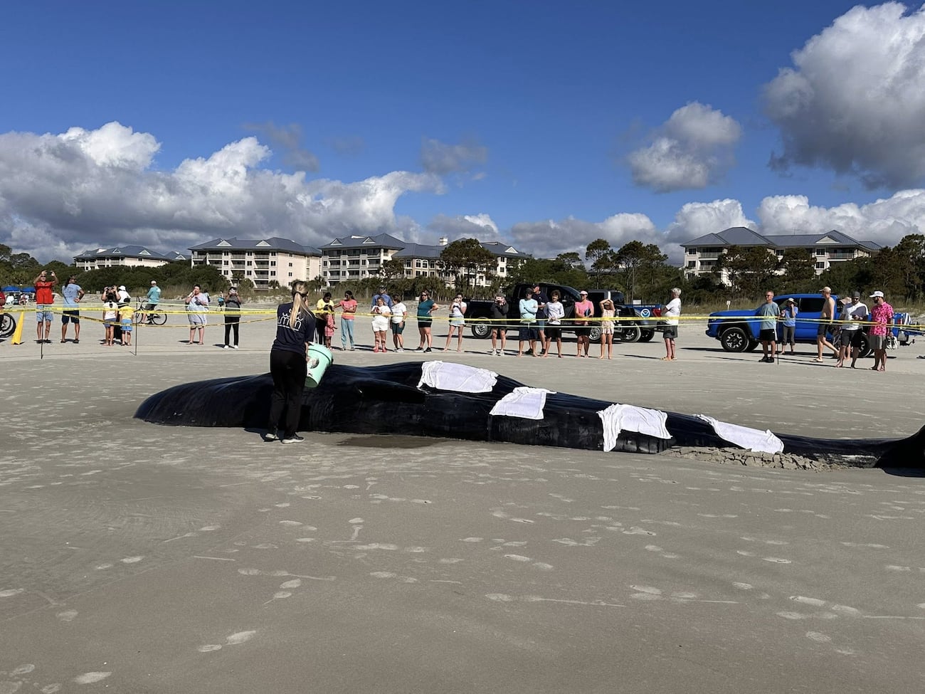 Live whale washes up on South Carolina beach