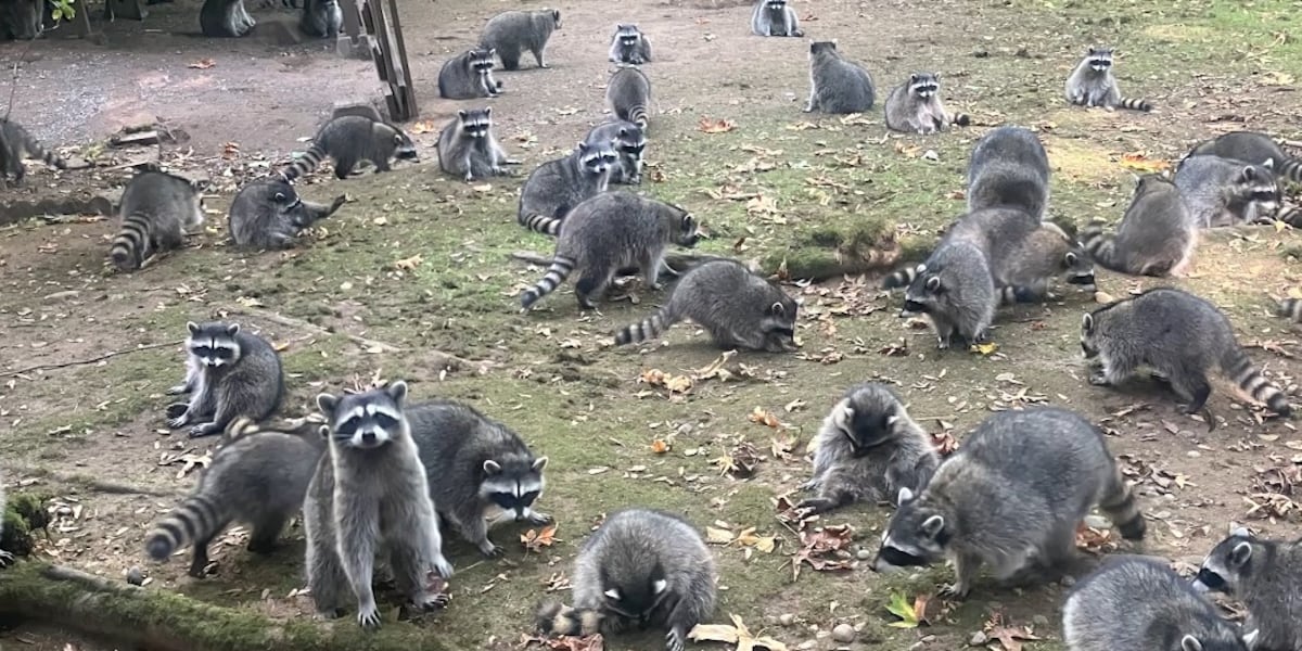 Sw Raccoon More than 100 raccoons swarm woman’s home demanding food