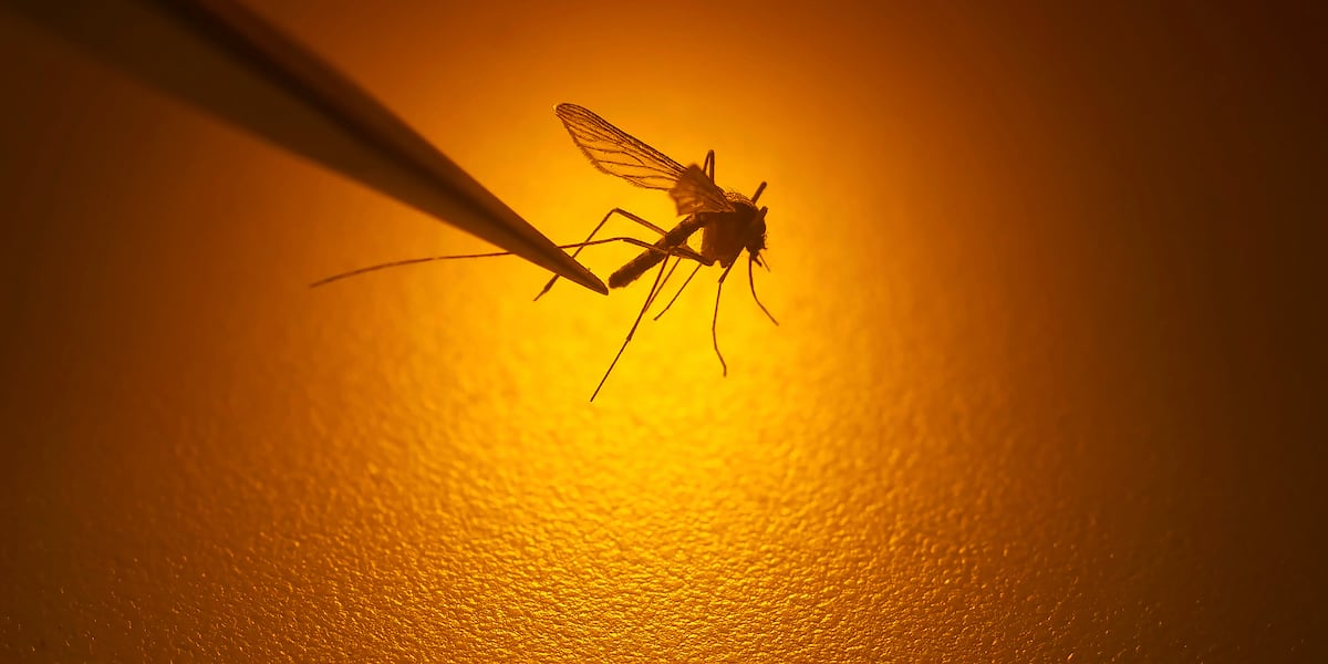 West Nile virus found in Mecklenburg County mosquitoes: How to protect yourself - WBTV