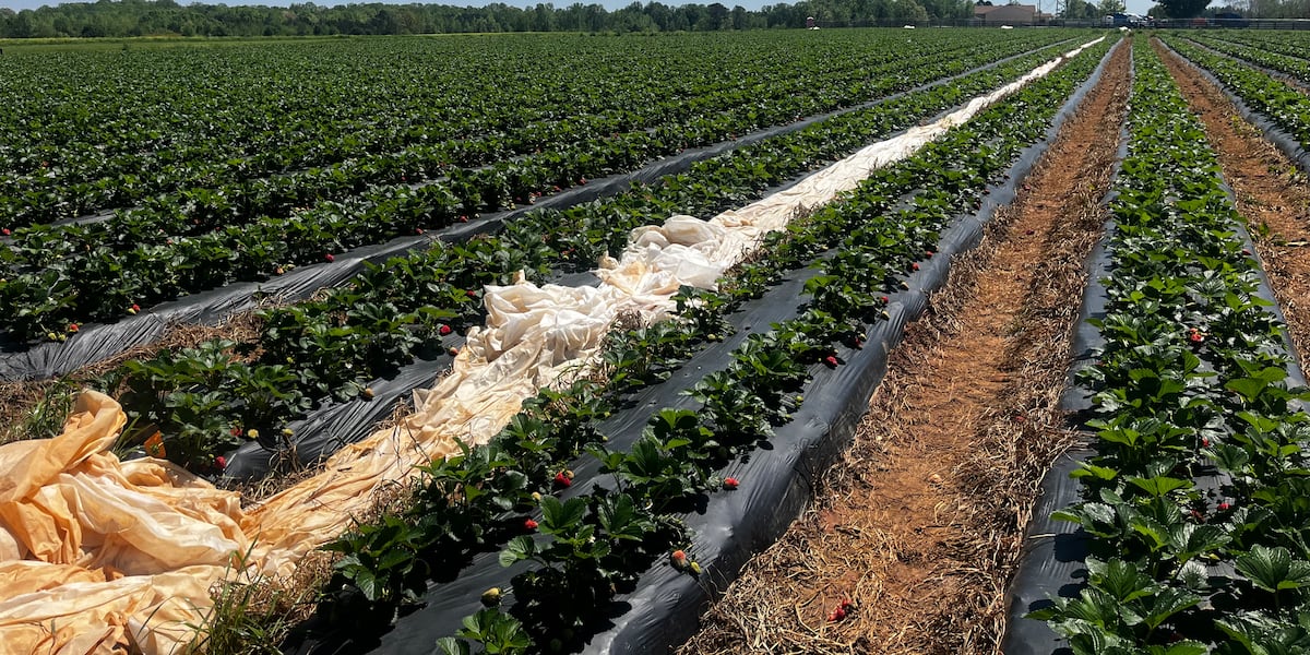 South Carolina small businesses seeing price increases, tariff impacts