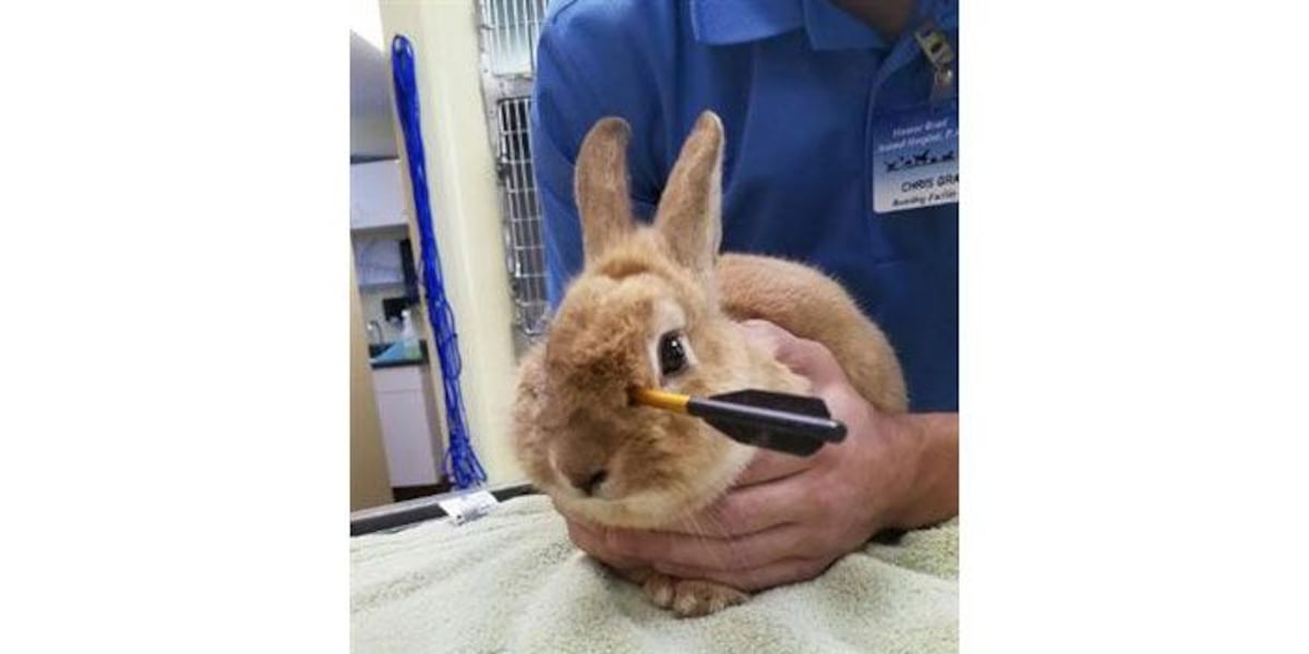 Residents concerned after rabbit shot with arrow in Charlotte neighborhood