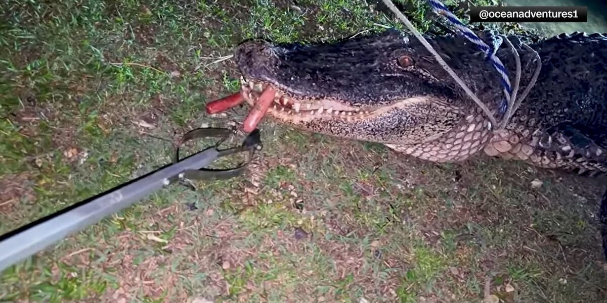 Angler fined for feeding alligator hot dogs on livestream, wildlife officials say Angler fined for feeding alligator hot dogs on livestream, wildlife officials say