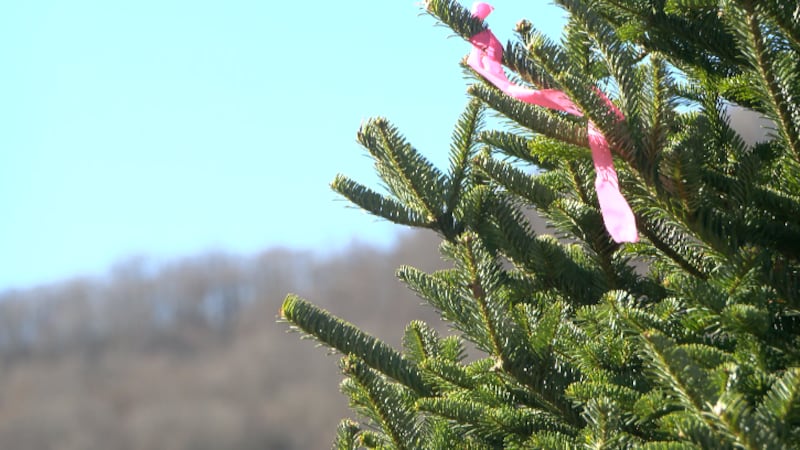 60,000+ Christmas trees destroyed at one Avery County farm