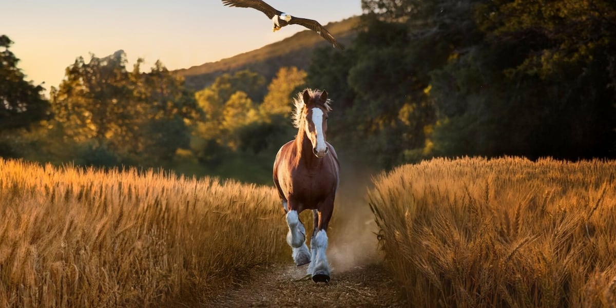 Budweiser Clydesdale, bald eagle star in this year's Super Bowl commercial: How to watch here