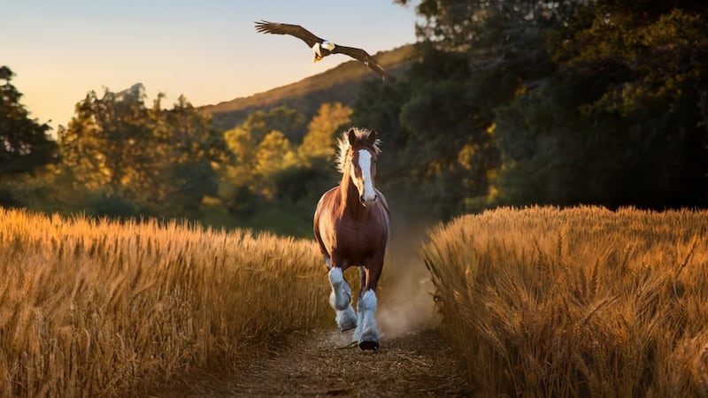 A Clydesdale and bald eagle starred in Budweiser's Super Bowl LX commercial -- Watch it below.