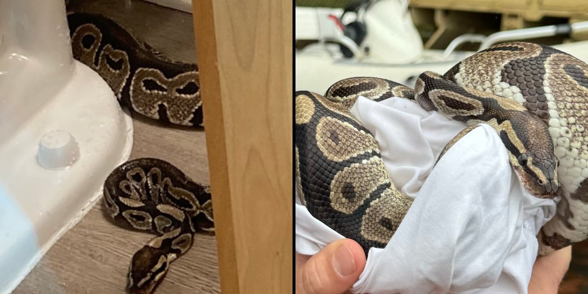 Python found inside apartment bathroom in South Carolina
