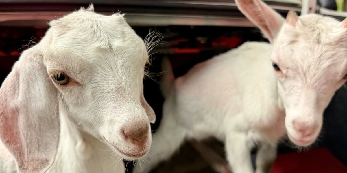 Photo: wbtv.com NC Petting Zoo Rabies Outbreak: Baby Goats Test Positive, Visitors Warned