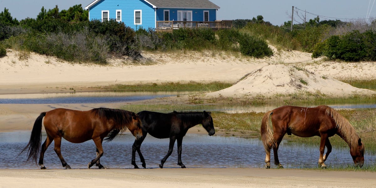 Suspected drunk driver accused of hitting, killing wild horse at Outer Banks