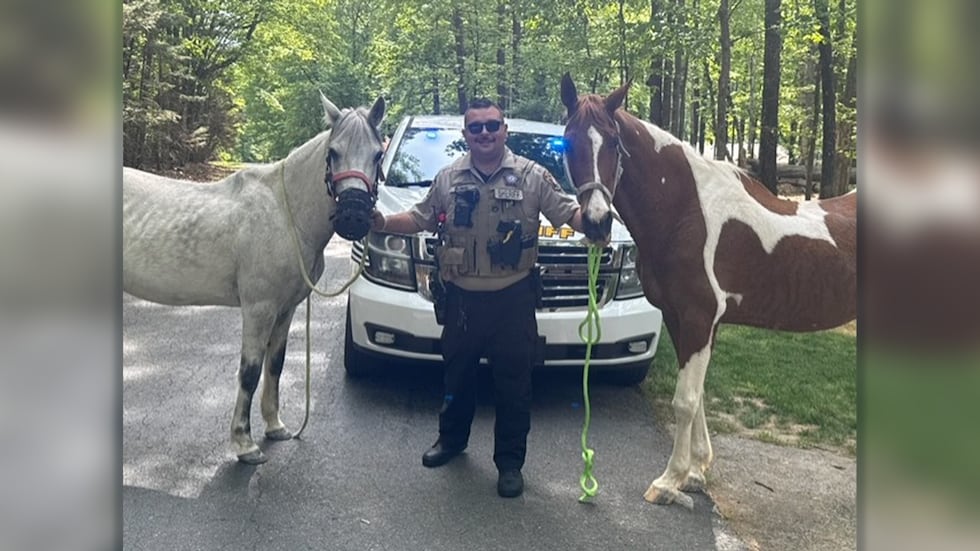 Deputy Golub, horses