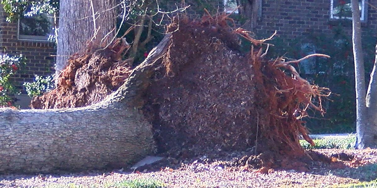 Expert urges Charlotte residents to check trees before, after storms