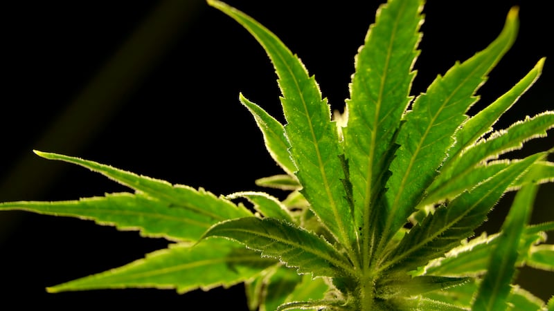 FILE PHOTO -- A bill could let voters vote for or against marijuana legalization in N.C.