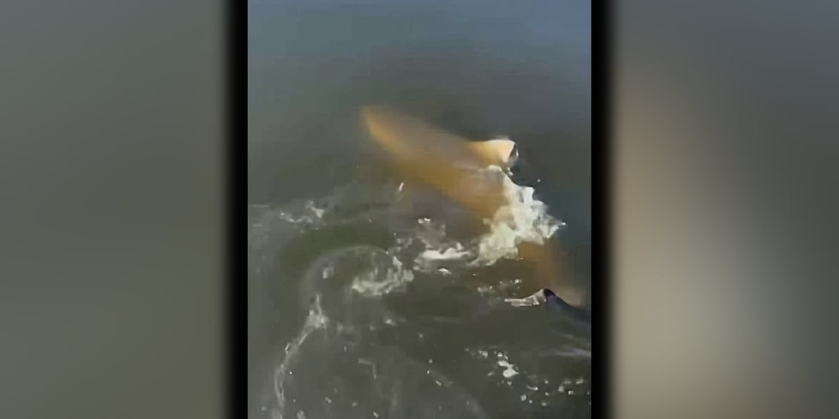 Man catches 8-foot shark while fishing North Carolina river: Video here