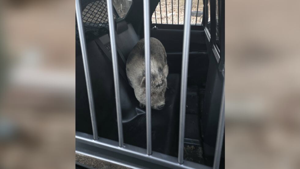 The pig was released without bond.