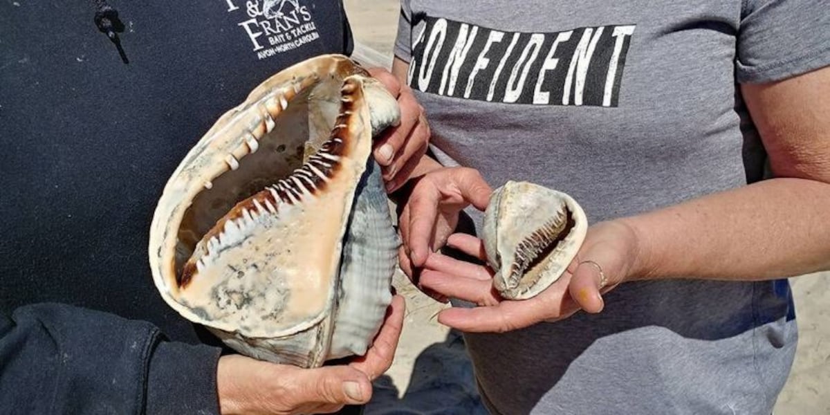Outer Banks seashell hunter hits jackpot with huge shell, says National ...