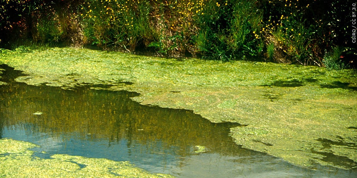 Harmful algae found in Lake Norman