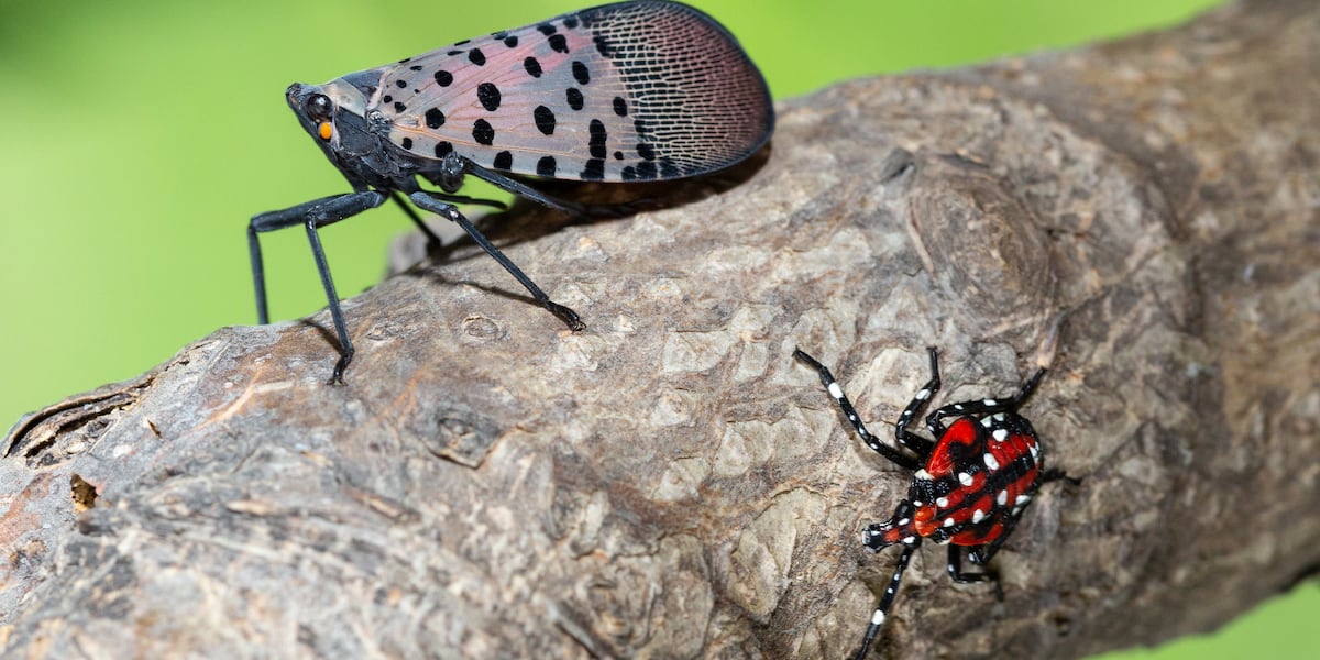 Nc Insects Invasive bug species back in North Carolina this spring: What to know