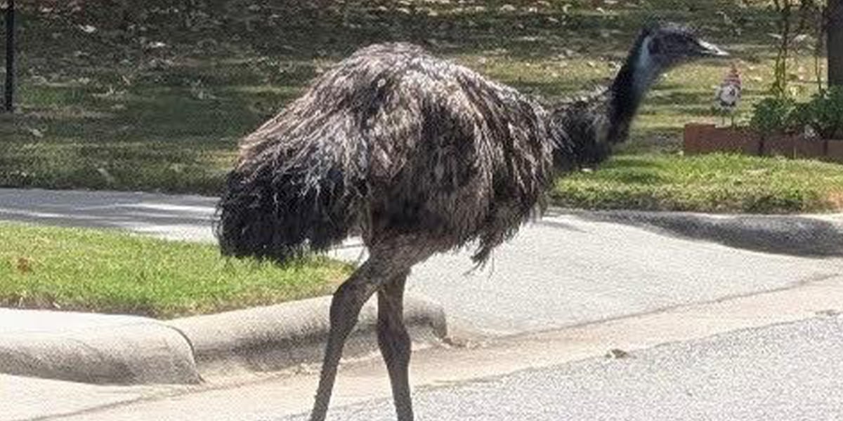 Emu Getting Scared Emu captured after getting loose in northeastern North Carolina