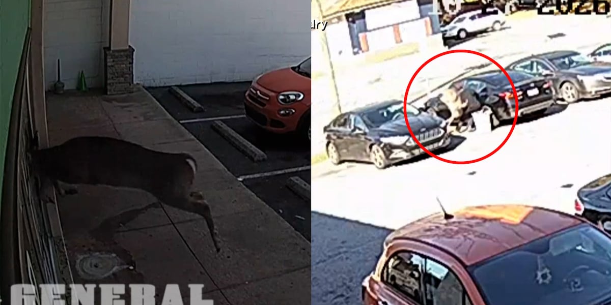 Photo: WBTV North Carolina Laundromat Chaos Erupts as Deer Smashes Through Window