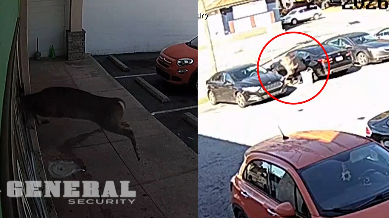 Deer bursts into North Carolina laundromat, knocks over woman in wild video