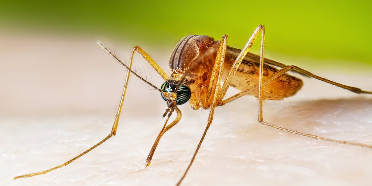 Mecklenburg County officials urge residents to take precautions after West Nile virus detected in mosquitoes - WBTV
