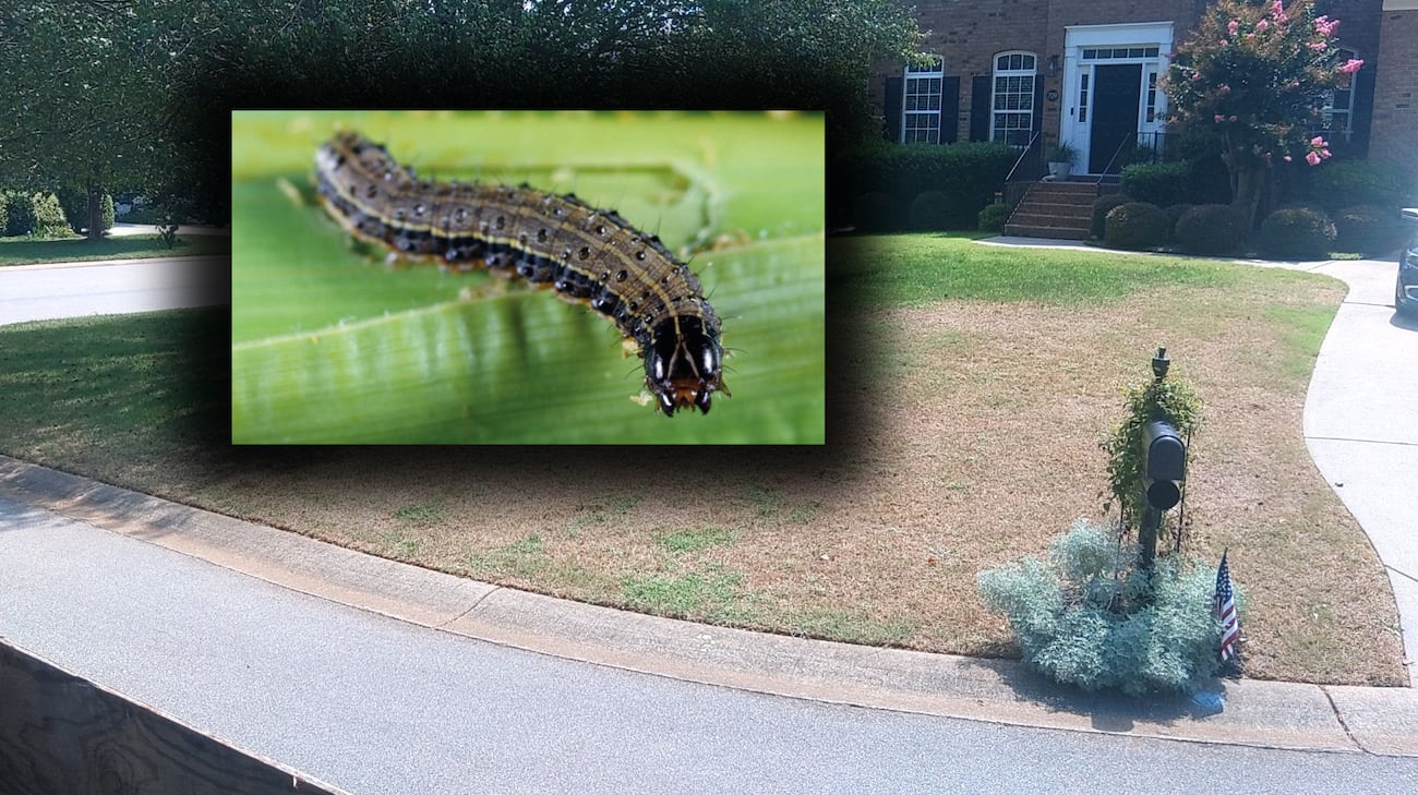 Fall armyworms killing yards across the Carolinas: What to know