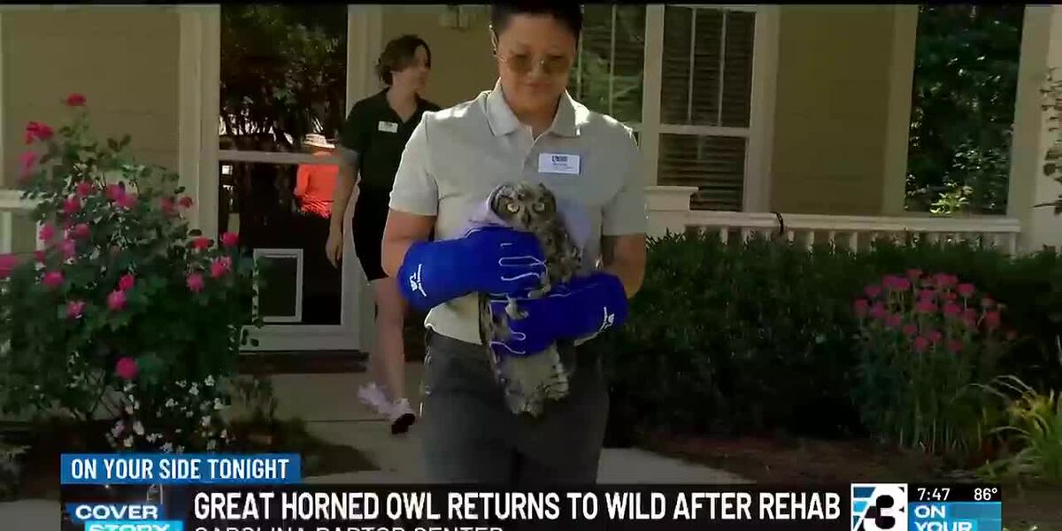 Great Horned Owl returns to the wild after rehabilitation