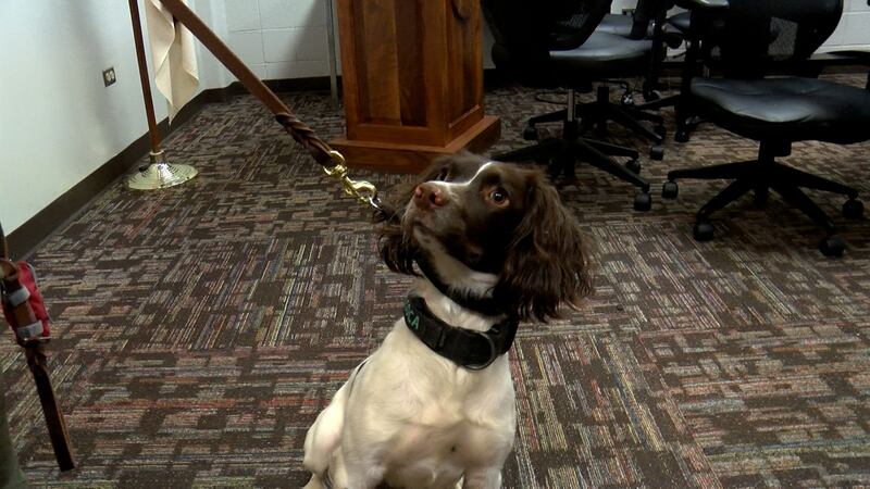 Coca is a 1-year-old English Springer Spaniel.